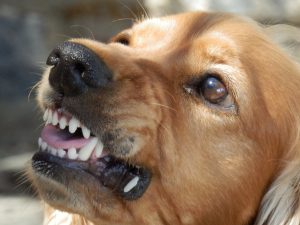 A brown dog baring its teeth.