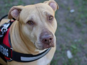 A pit bull service dog