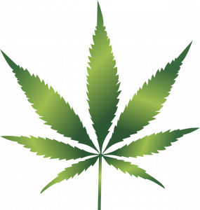 A marijuana leaf