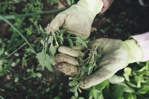 Weeds in a person's hands