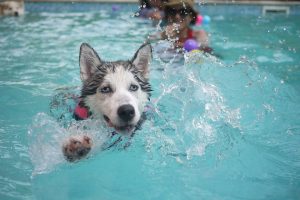 A dog splashing in a swimming pool