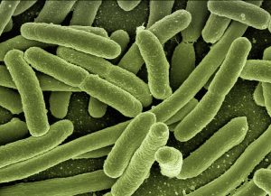 An image of bacteria 