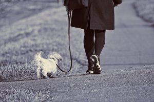 a person walking a leashed dog on a path